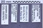 Etikette zu Melanotus davidi (Platia & Schimmel, 2001) (NHMW-ZOO-COL-0007670)